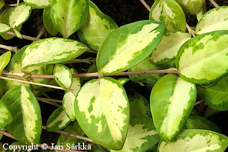 Vinca minor 'Variegated Golden', pikkutalvio